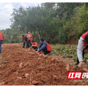 南岳区发改局把“为民办实事”延伸到田间地头