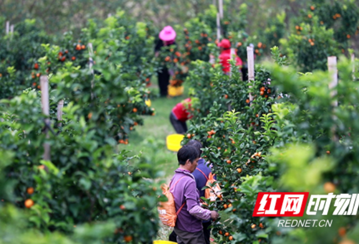 衡阳县花江村：金秋砂糖桔丰收上市 村民采摘忙供应