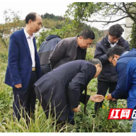 衡山县白果镇惊现“加拿大一枝黄花” 检察机关联合多部门迅速灭杀