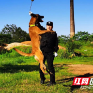 党代表风采 |李江：与犬共舞的血性人生