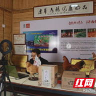 衡阳县：“飞鸡哥”让湘黄鸡飞出山窝变“名鸡”