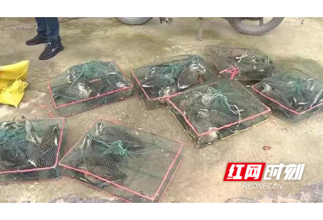 衡南警方成功解救80余只野生鸟类