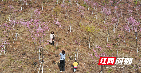 近日，衡山县萱洲镇的中国虎山樱花谷的樱花相继盛开，吸引了不少游客前来观赏。