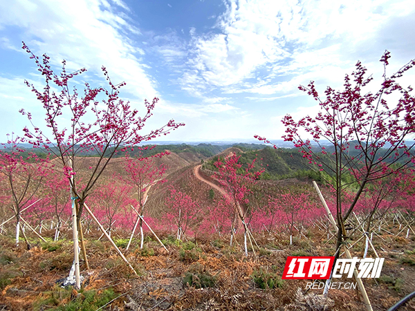 据悉，中国虎山樱花谷目前种植有8个不同品种的樱花，总计4万余株，面积约400亩。
