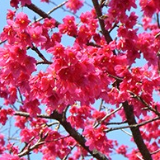 【图】春与樱花