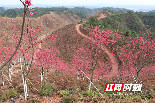 春暖花开时节，樱花千姿百态、竞相绽放，这个山头被染成了粉色，那个山头披上了红霞。