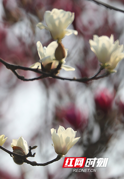 红网时刻衡阳2月19日讯（摄影 曹正平 周仲辉 记者 蒋楠）2月17日，衡阳市雁峰区蔡伦大道，玉兰花迎着明媚的阳光盛开，春意渐浓。