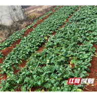 衡南县：公益诉讼助力 石头地里长出了蔬菜