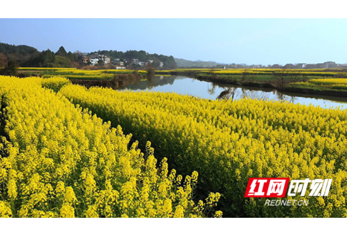 衡山：以花为媒  宝米洲近千亩油菜花助农增收