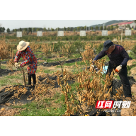 衡山县黄周村：人勤春来早 果农修枝忙