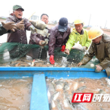 湖南衡阳：鳜鱼肥美过丰年