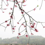 【图】雁峰区：踏青赏花享春光