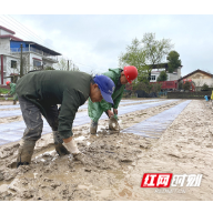 衡山：人勤春来早 农户育秧忙