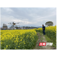 衡山:无人机上阵 助力油菜“防病治病”