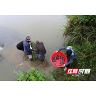 衡阳县：4人非法“电鱼”被抓，主动投放1000尾鱼苗“补过”