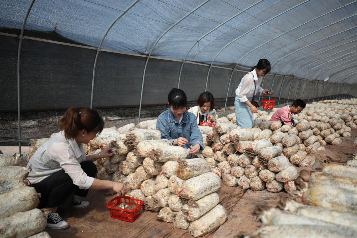 珠晖区:"东阳红"姬菇开摘 朵朵开出"致富伞"