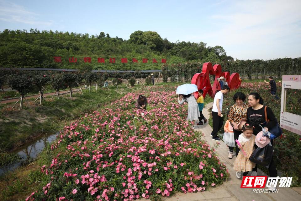 红心向党金甲花开，这个“五一”浪漫启程