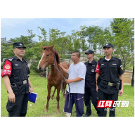 珠晖警方为走失马匹找主人