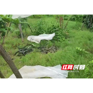 衡山：74条野生无毒蛇被民警解救后放归自然