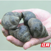 湖南常宁：养殖田螺 荒田变身“聚宝盆”