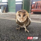 衡阳县警方救助一只国家二级保护动物猴面鹰