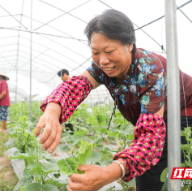 衡阳县三马新村：产业基地遍地开花 乡村振兴注入“活水”
