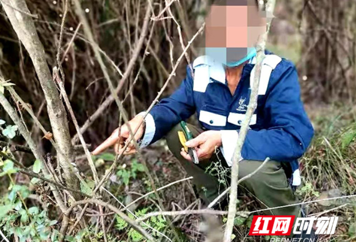 他给野猪“下套” 结果把自己“套住”