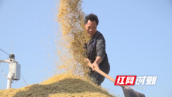 非凡十年|衡阳县：农业迈向现代化 绘就乡村新图景