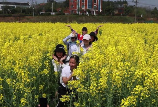 衡阳市石鼓区：油菜花海花开正旺