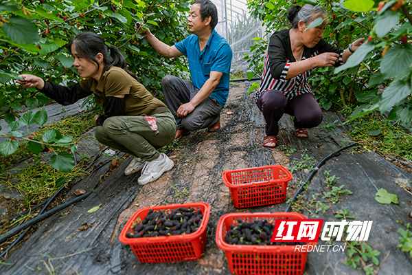 衡山:打造“四季果园” 助力富民兴村