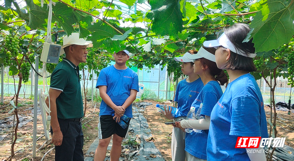 湖南工学院学子“三下乡” 实地调研葡萄种植等特色产业