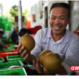 农民丰收｜吹着湘江风，喝着湘江水，甜蜜蜜的金甲脆梨，你不来尝尝鲜？