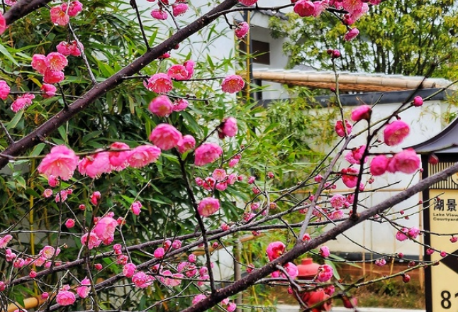 美图来袭！春回大地万物复苏 雁城各处梅花盛开迎客来