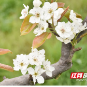 飞瞰茶山坳 醉美梨花韵——衡阳珠晖第八届梨花节开幕