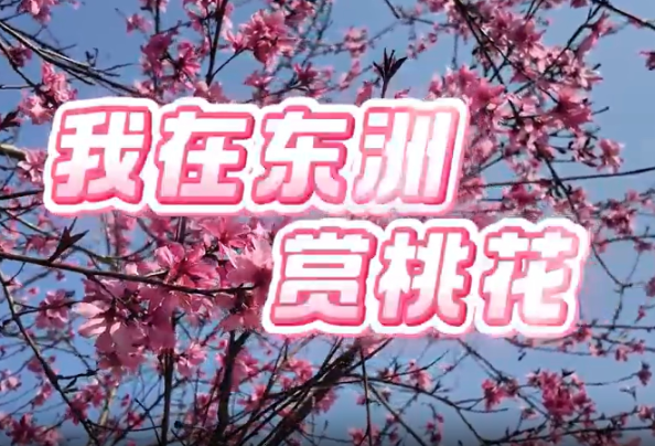 视频 | 我在东洲岛赏桃花