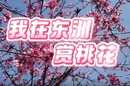 视频 | 我在东洲岛赏桃花