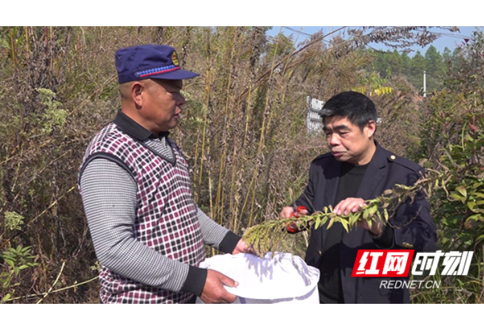 衡阳县：全力清除“一枝黄花” 维护生态平衡