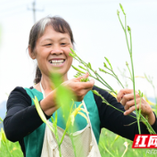常宁市西南村：致富“黄花”托起“金色”希望