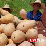 常宁市易头村：“荒山废林”结出村民致富“金瓜”