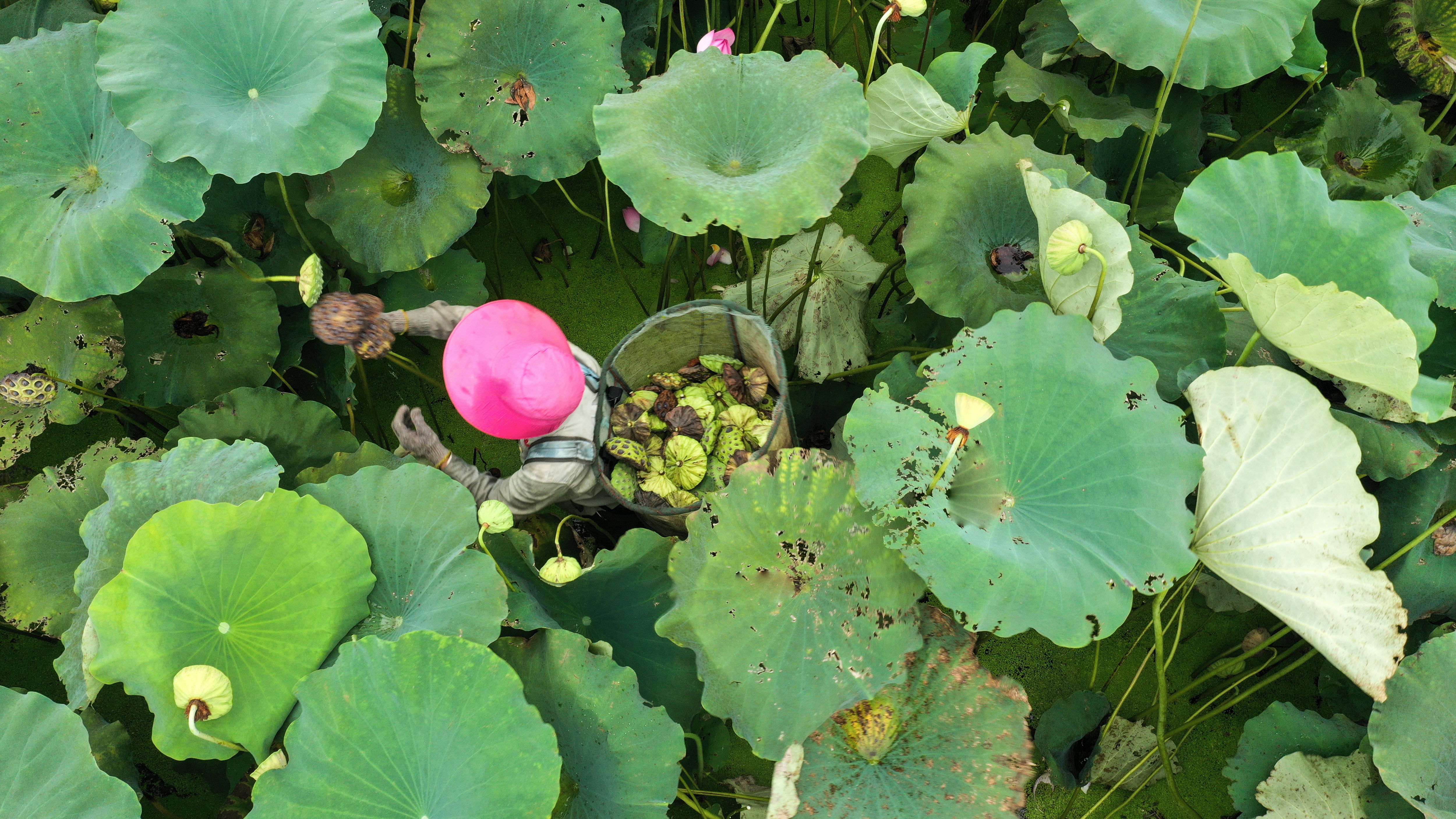 湖南省常宁市柏坊镇新柏村拍摄的湘莲生态种植观光田园综合体一角.