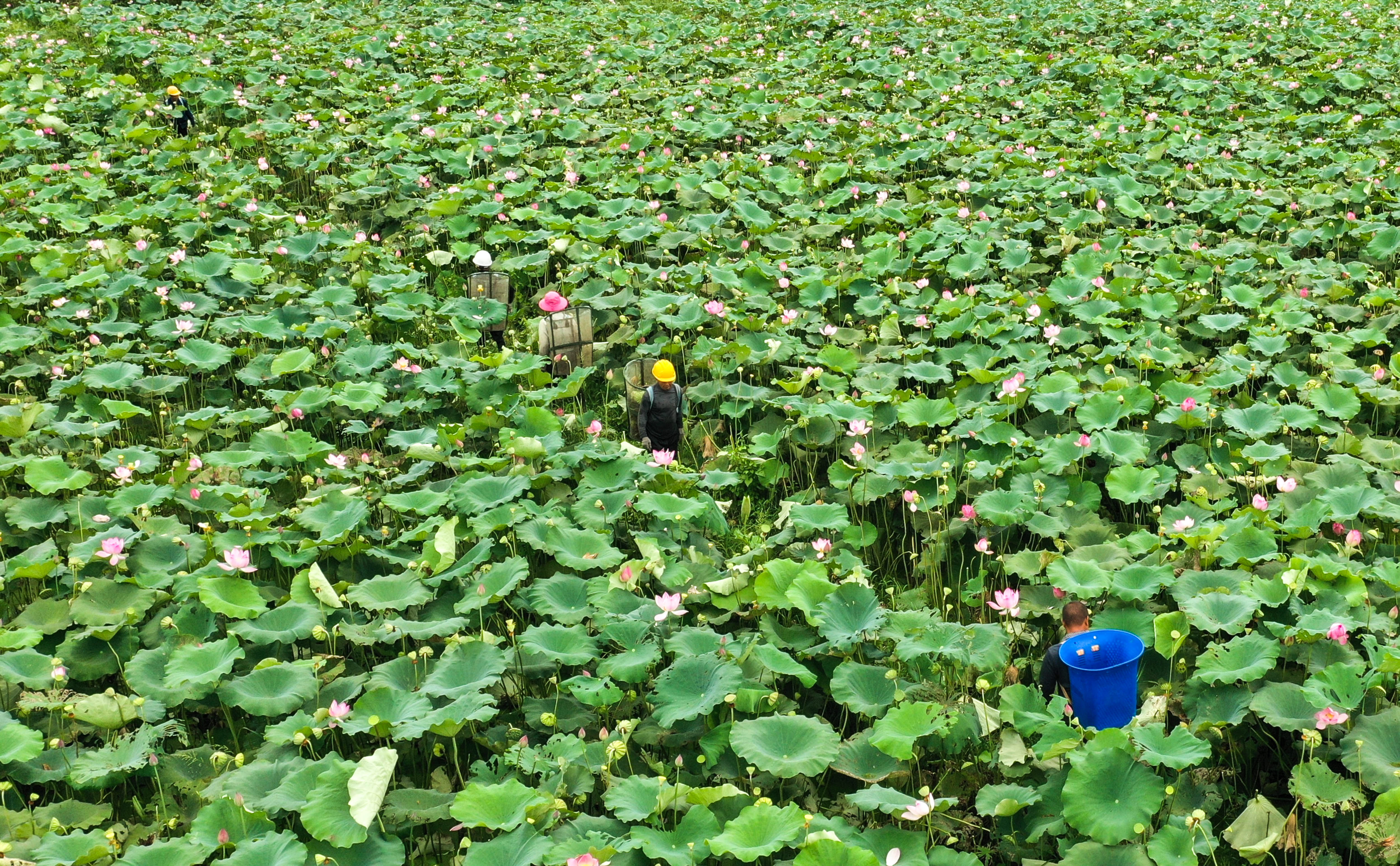 湖南常宁:湘莲丰收采莲忙