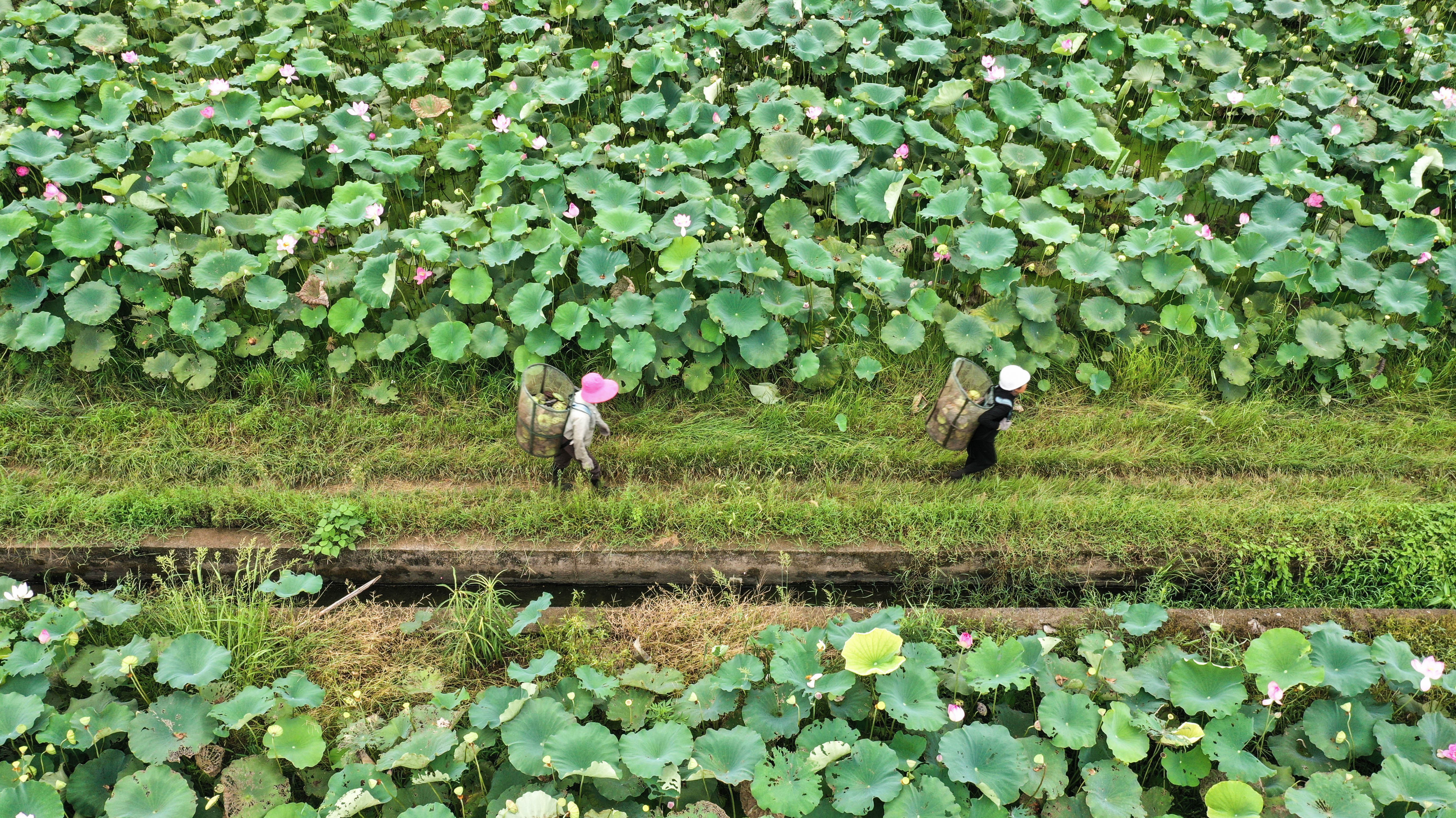 湖南常宁:湘莲丰收采莲忙