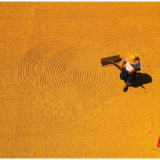 【图】湖南常宁：中稻丰收收获忙