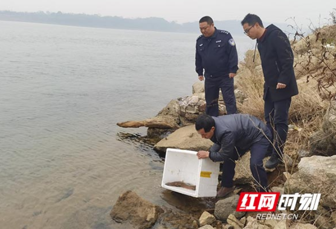 衡山警民携手 送野生娃娃鱼“回家”