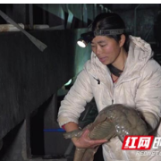 衡阳县桐桥村：探索娃娃鱼身上的致富经 把高品质食材端上百姓餐桌