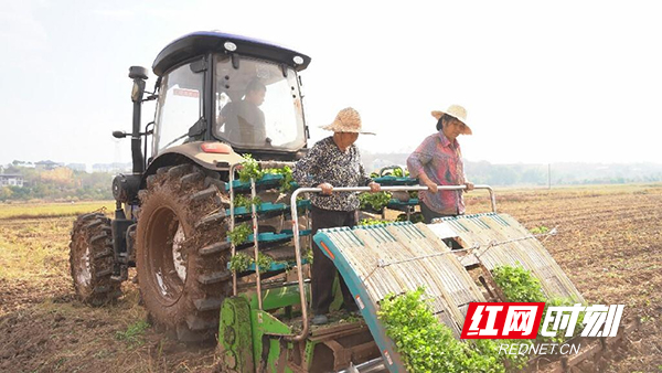 衡阳县：农技人员上门服务 为大户解决机械化种油菜难题