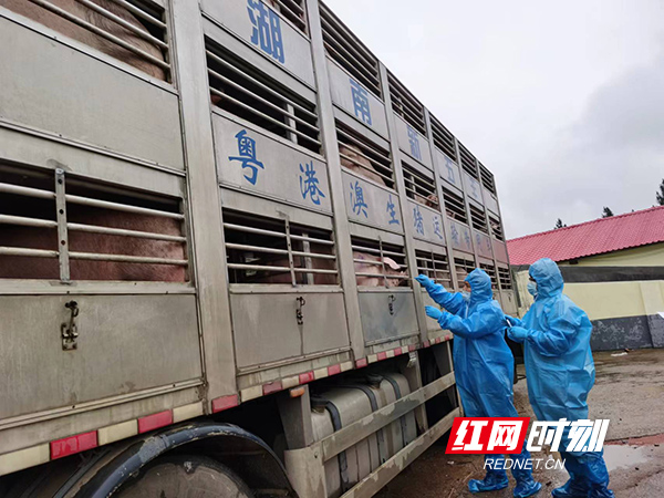 粤港澳为何深爱衡阳生猪
