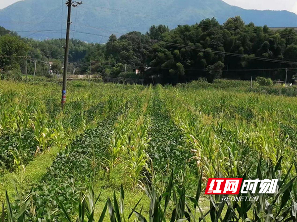 玉米不减产，增收一季豆，衡阳县复合种植新模式成效显著