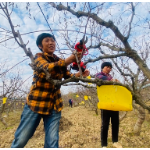 冬日农闲，祁东酥脆枣管护忙