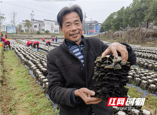 衡山县：“小”木耳喜迎“大”丰收